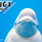 Beluga Pickup-lines